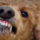 حملات POODLE